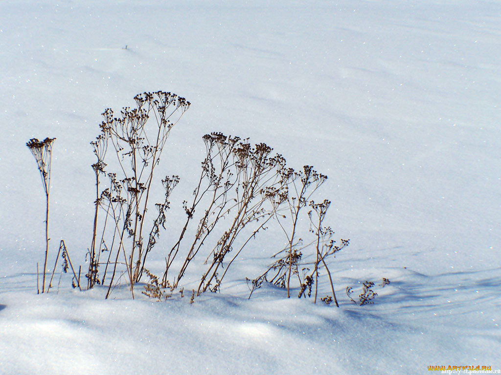 Где зимой сухо и тепло. Сухая трава в снегу. Снег на траве. Трава зимой. Травинка под снегом.